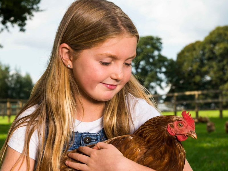 Izzy and chicken