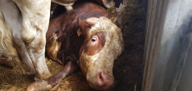 Ban Live Export blog ovins 3