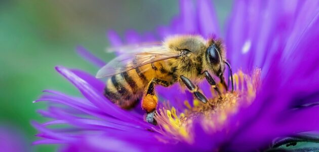 Bee main image for bee blog on Fri 10th June