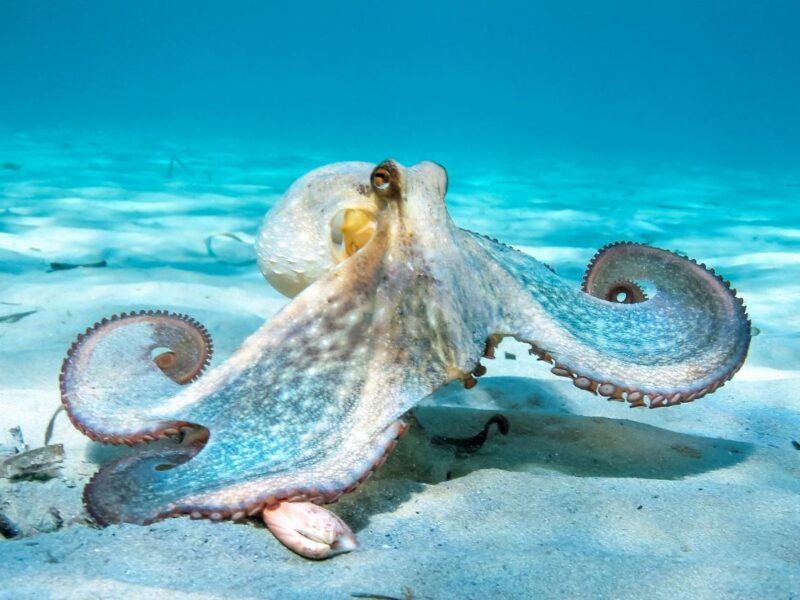 Octopus credit Nikos Stavrinidis