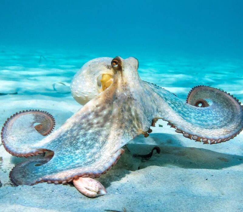 Octopus credit Nikos Stavrinidis