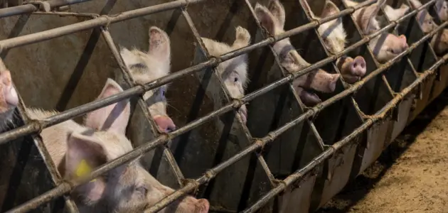 Row of intensively farmed pigs in sow stalls credti compassion in world farming