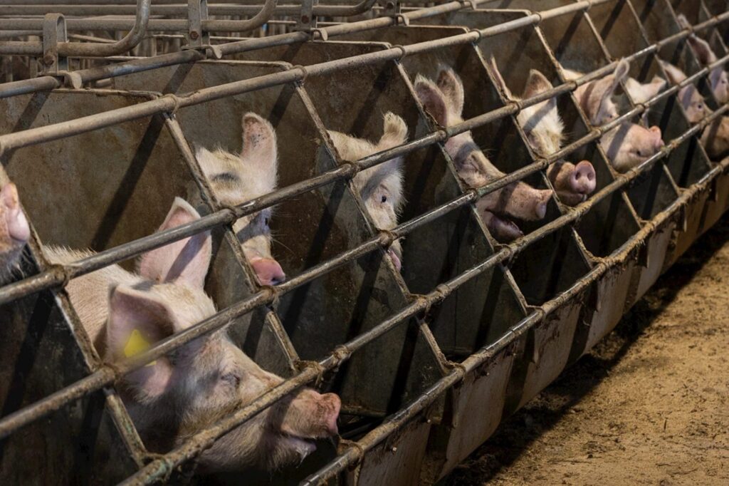 Sows in crates