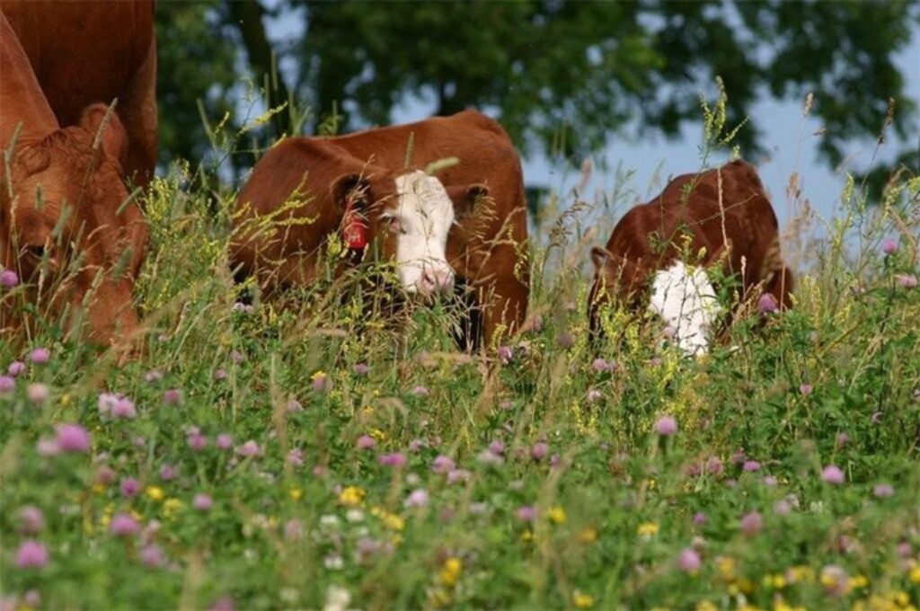 regen cows