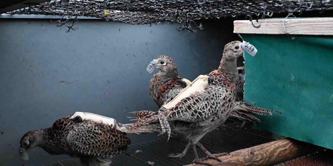 4 Bettws birds with shrouds DSC 0181 copy scaled