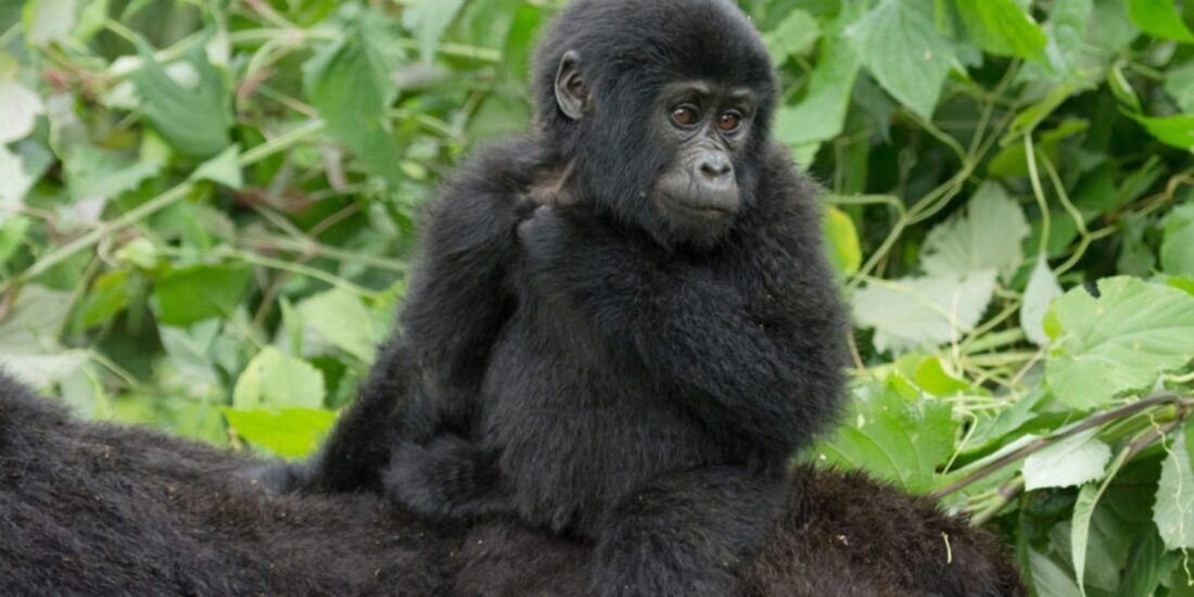 Adult Female Gorilla Nyampazi with her baby of Mubare group. Photo by Ryoma Otsuka 1024x724 1