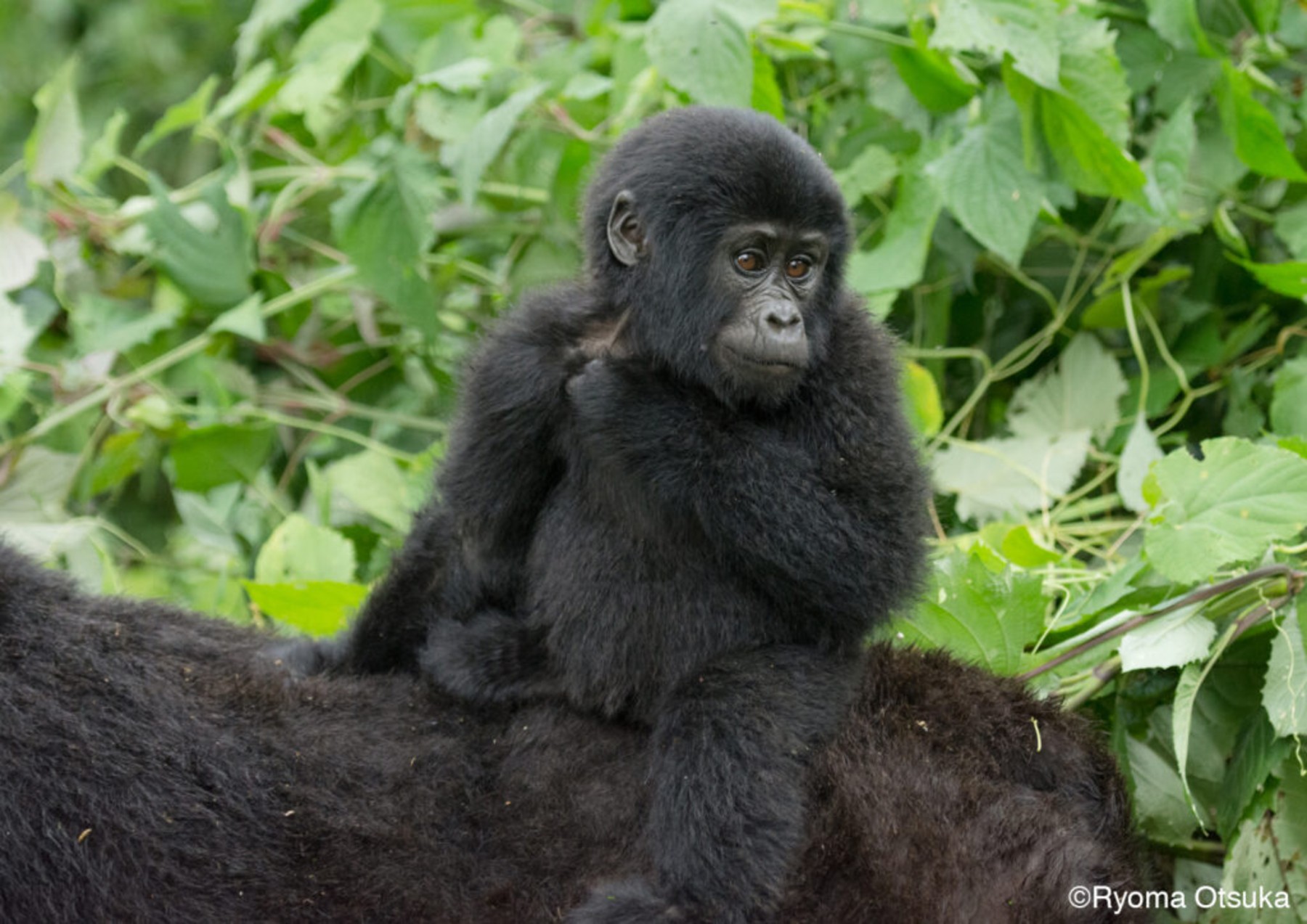Adult Female Gorilla Nyampazi with her baby of Mubare group. Photo by Ryoma Otsuka 1024x724 1