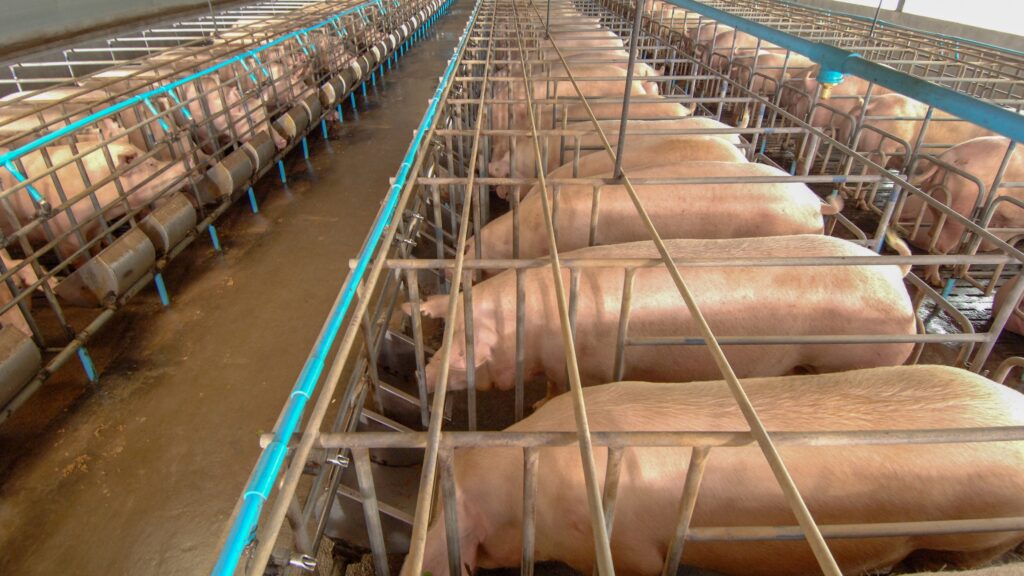 Industrial pig farm credit istock chayakorn lotongkum