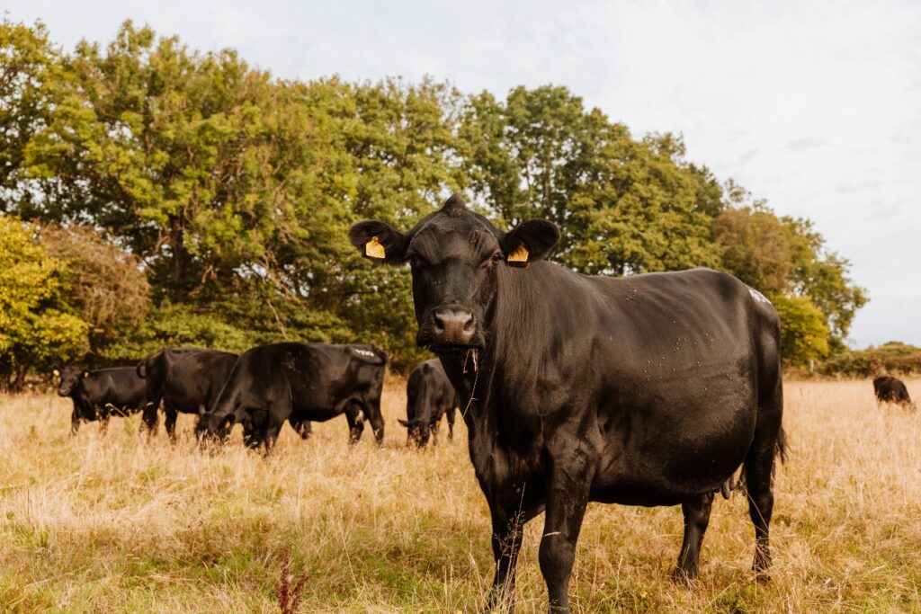 Planton Farm, a working regenerative farm Credit Lucy Rebecca