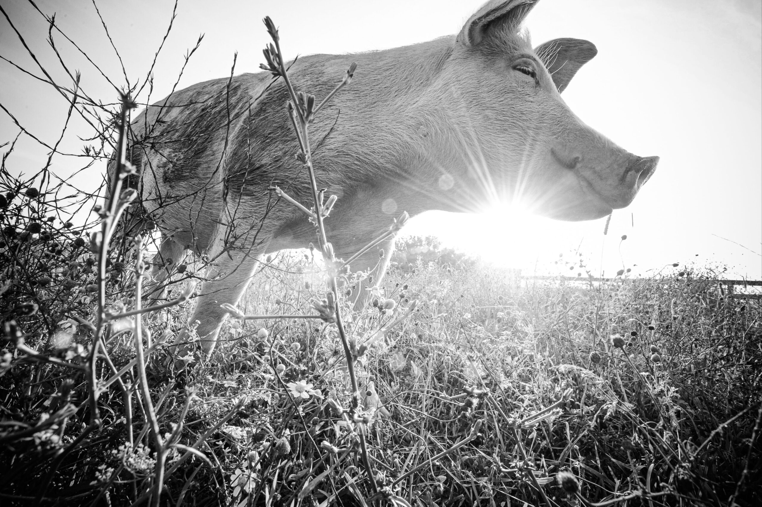 d882ca2d19073768e1607f1c873db9a890c83704 4001x2662