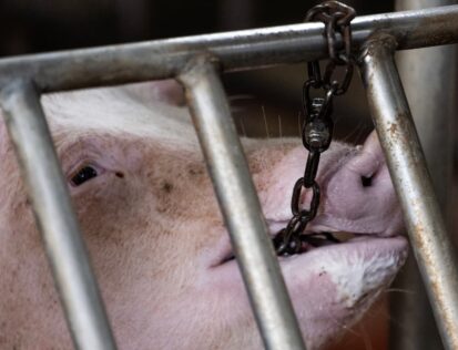 Sow in cage