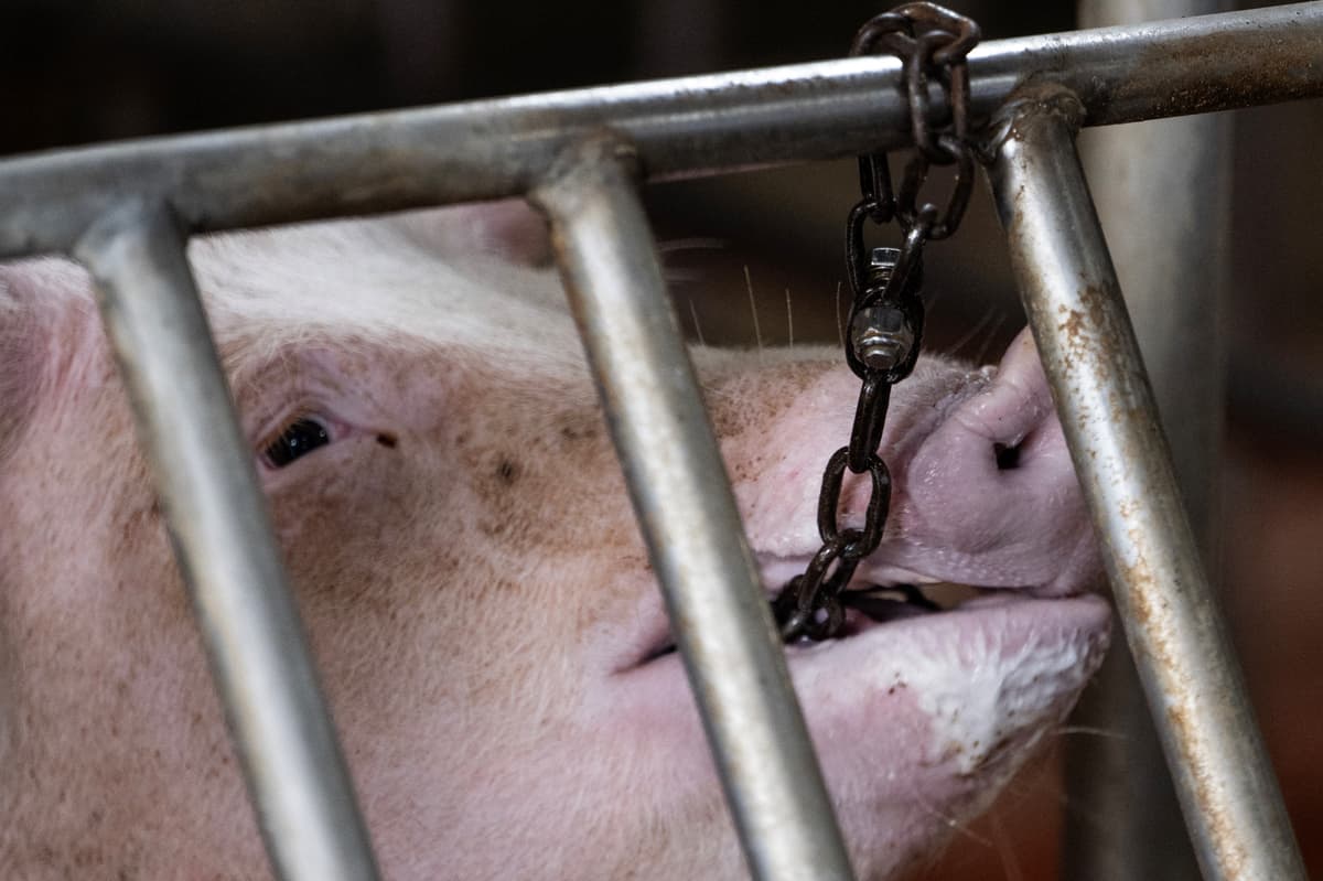 Sow in cage
