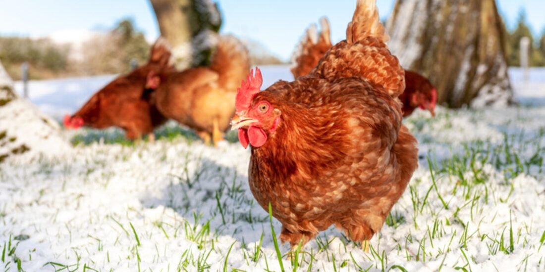 Compassion in World Farming image of hens in snow