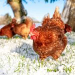Compassion in World Farming image of hens in snow