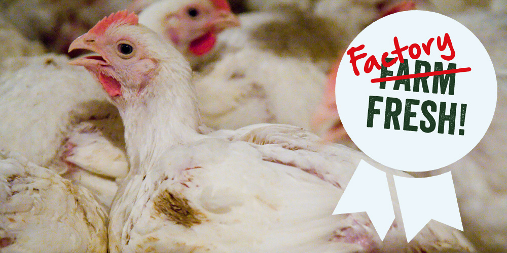 Honest Labelling appeal assets 2025 26