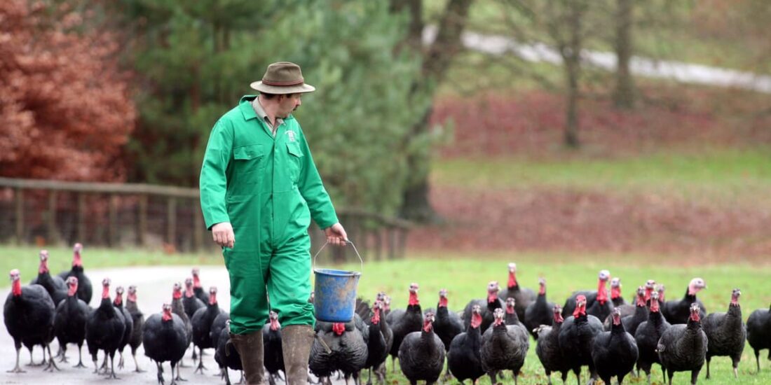 farmer and chickens