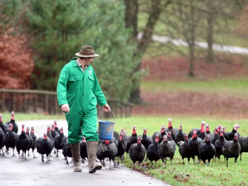farmer and chickens