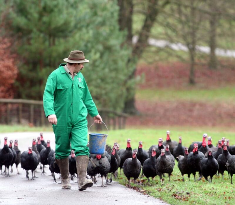 farmer and chickens
