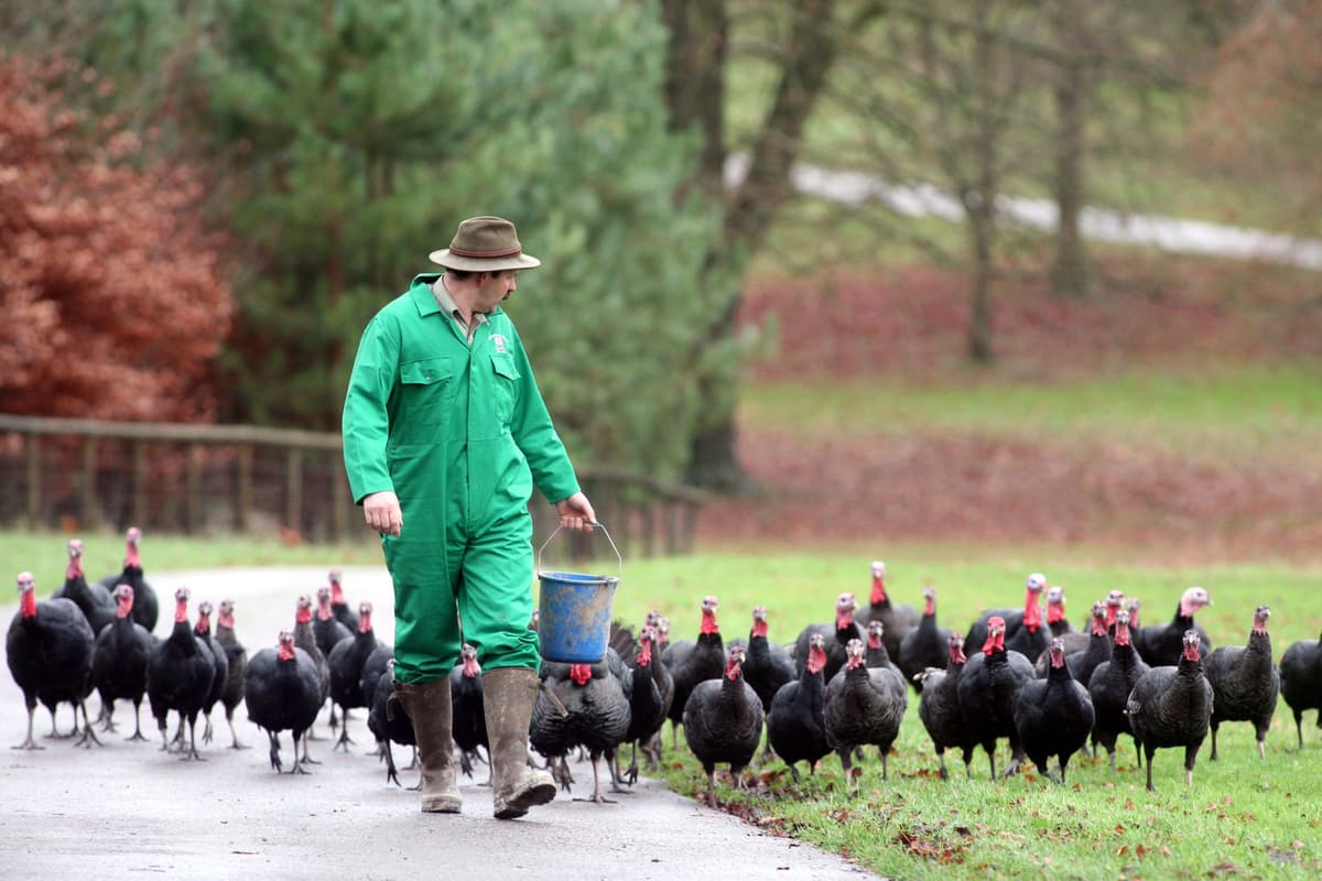 farmer and chickens