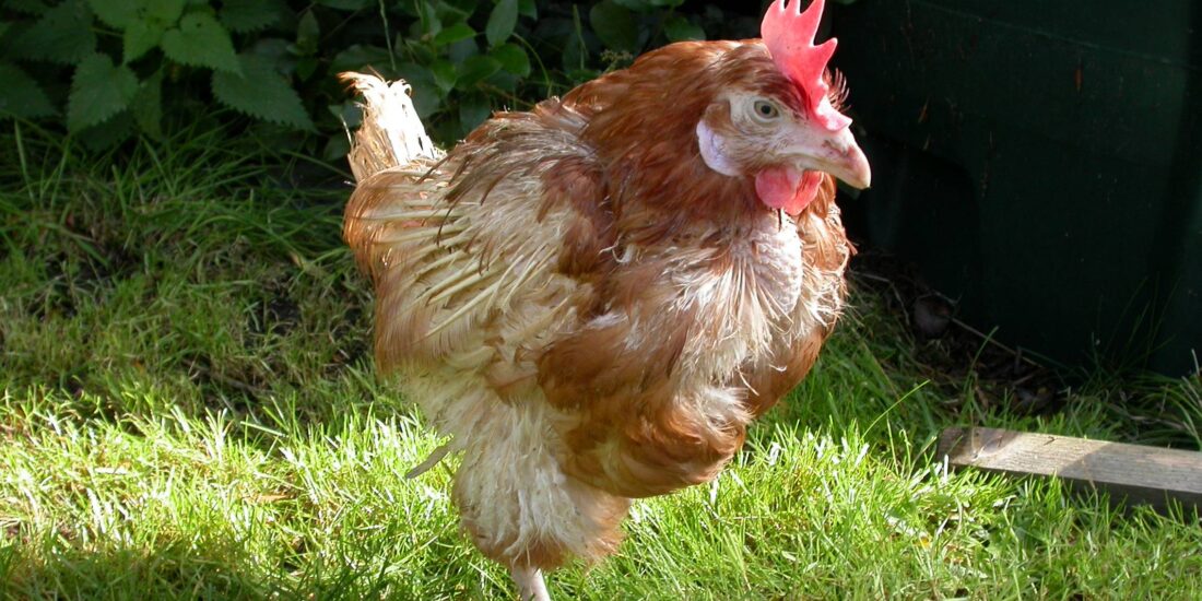 rescue hen huckle
