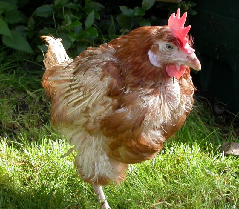rescue hen huckle
