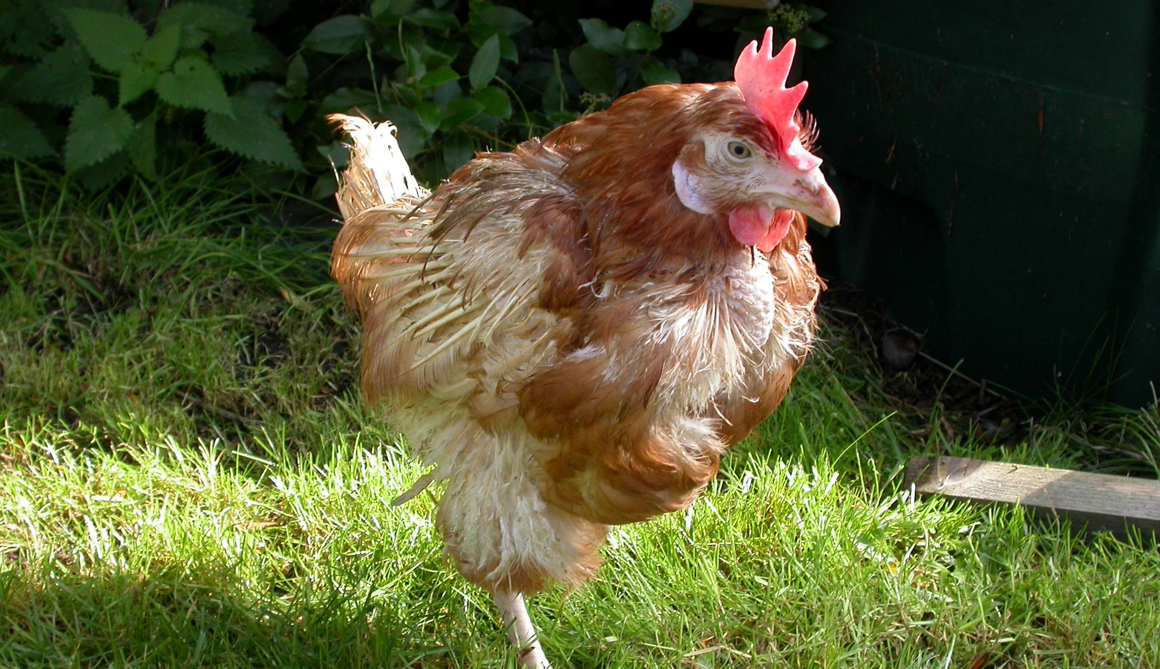 rescue hen huckle
