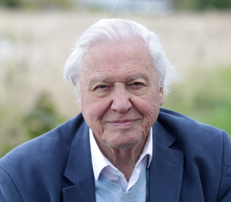 david attenborough