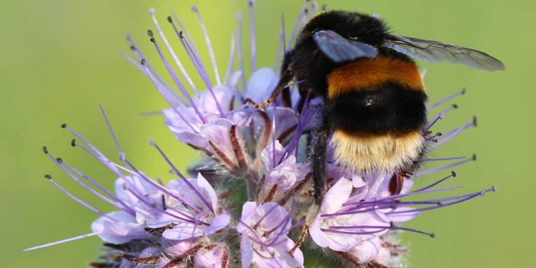 bees