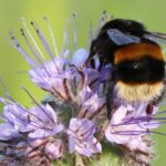 bees