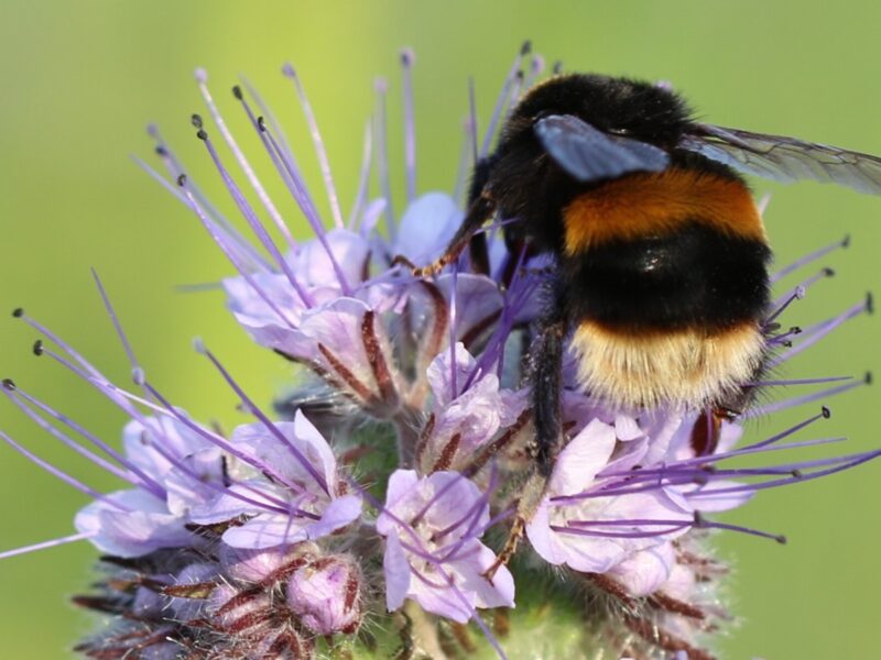 bees