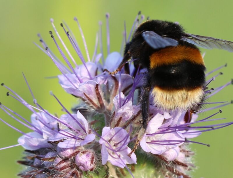 bees