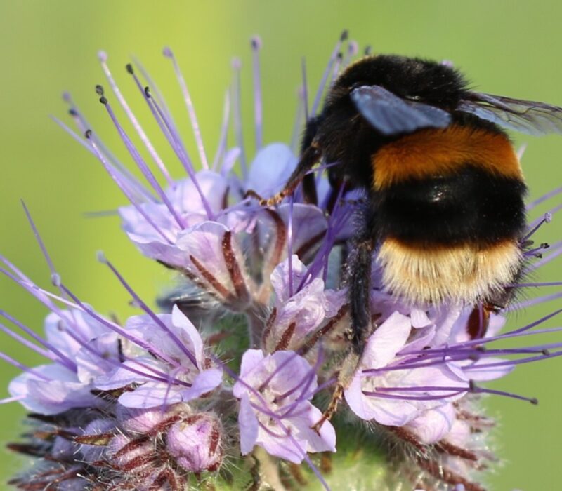 bees