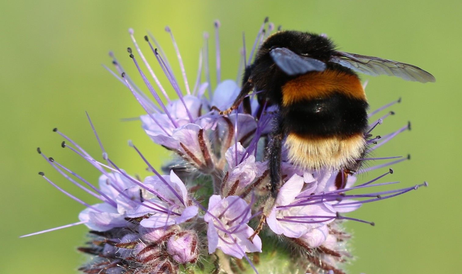 bees