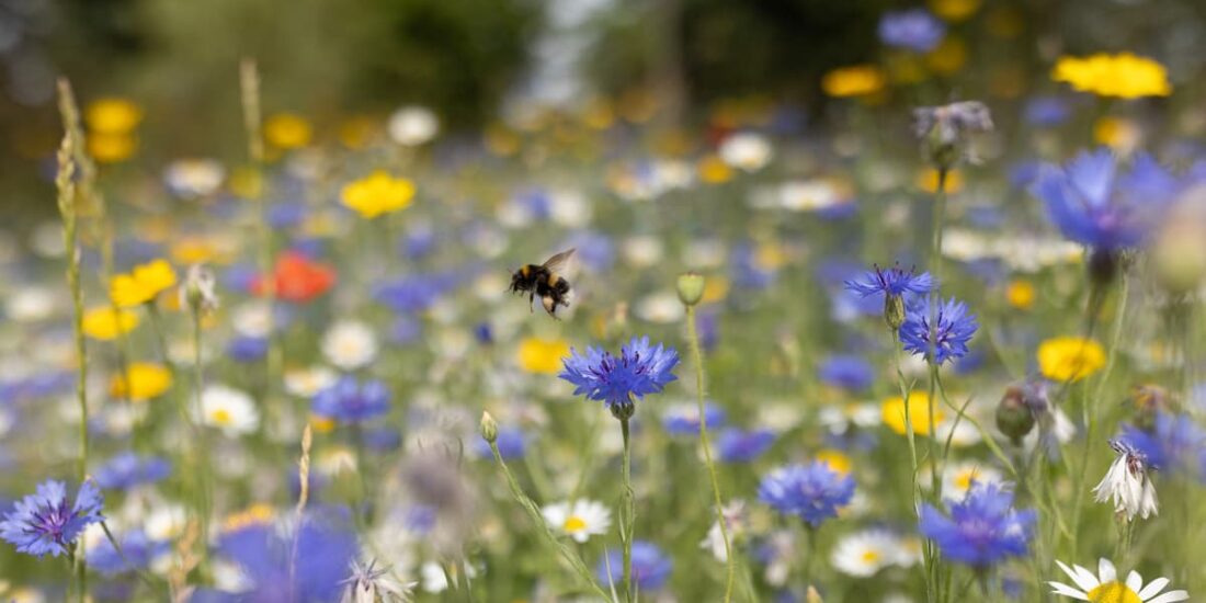 pollen2
