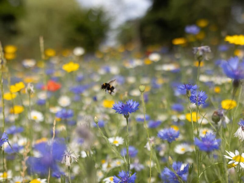 pollen2