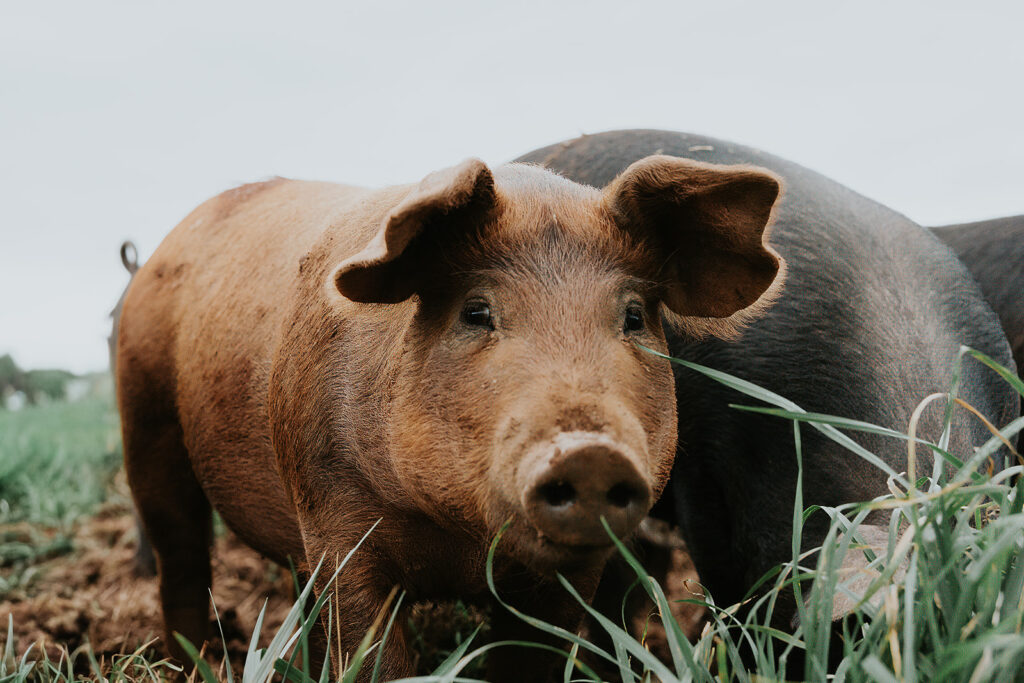 Compassion For Farmers International