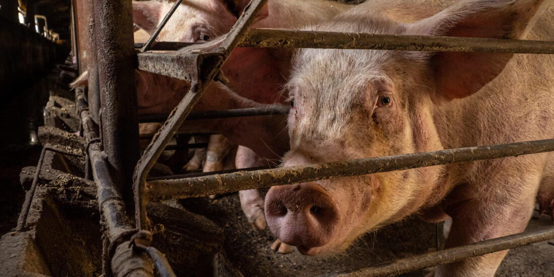 Sows investigation 2022 selection ES