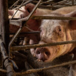 Sows investigation 2022 selection ES