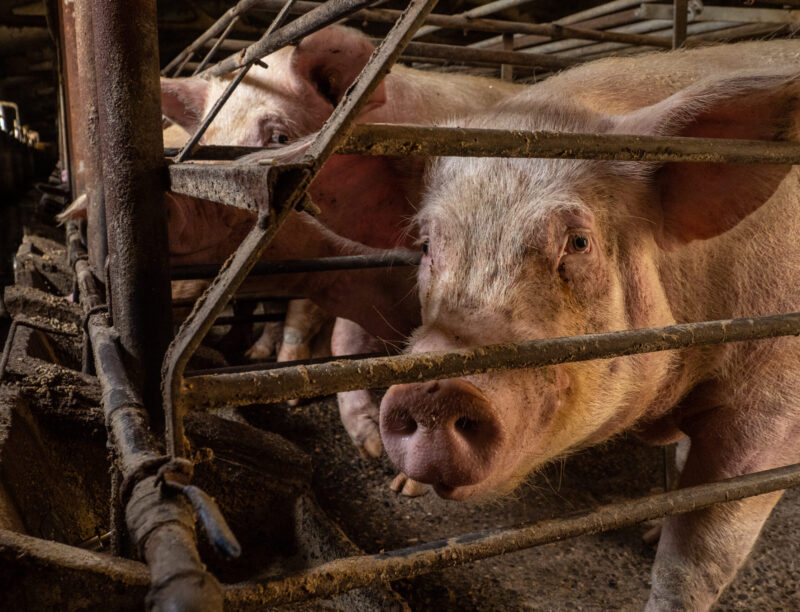 Sows investigation 2022 selection ES