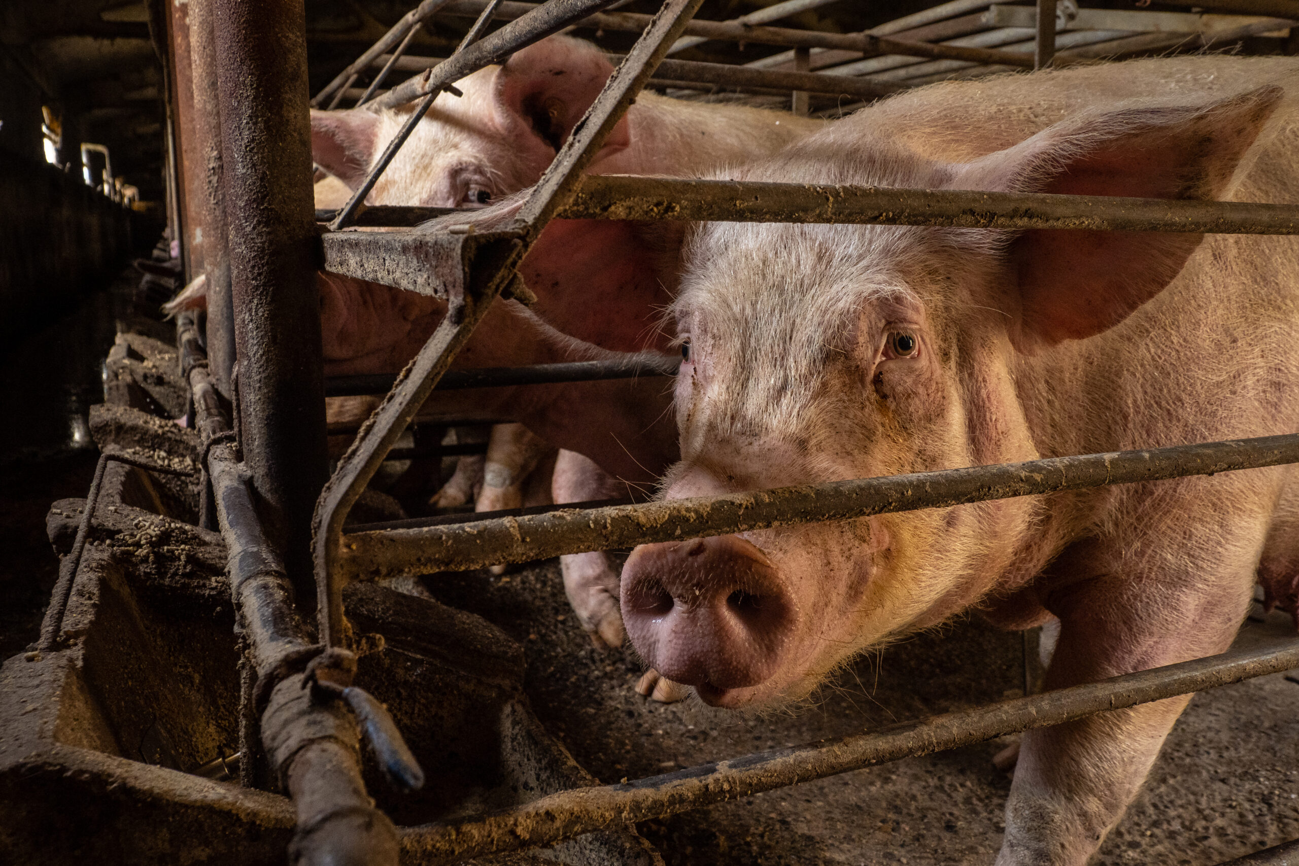 Sows investigation 2022 selection ES