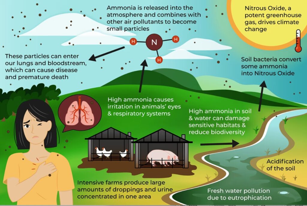 ammonia