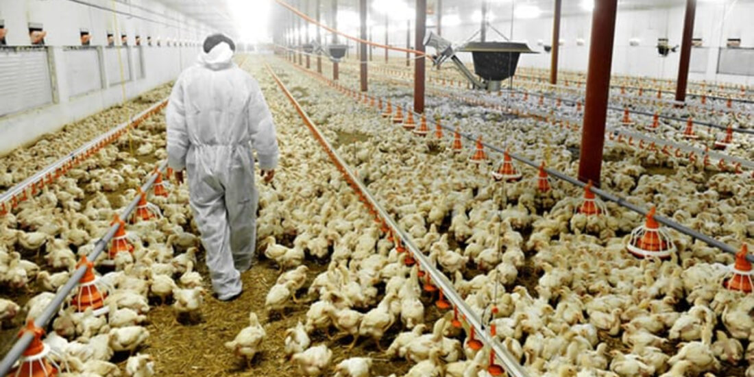 chickens