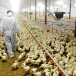 chickens