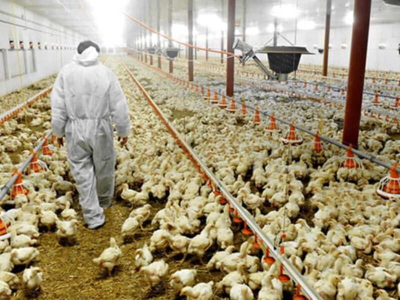 chickens