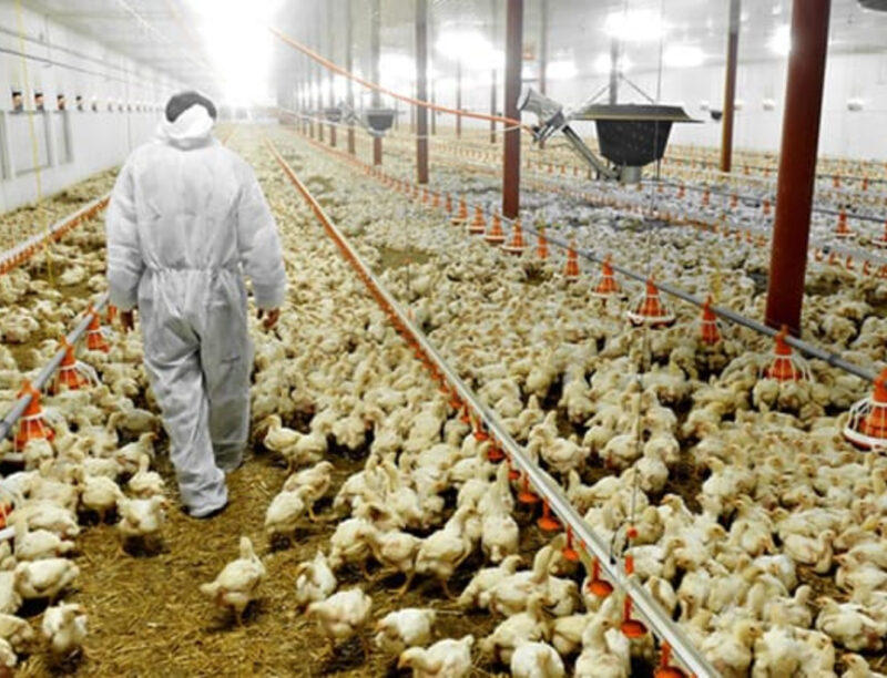 chickens