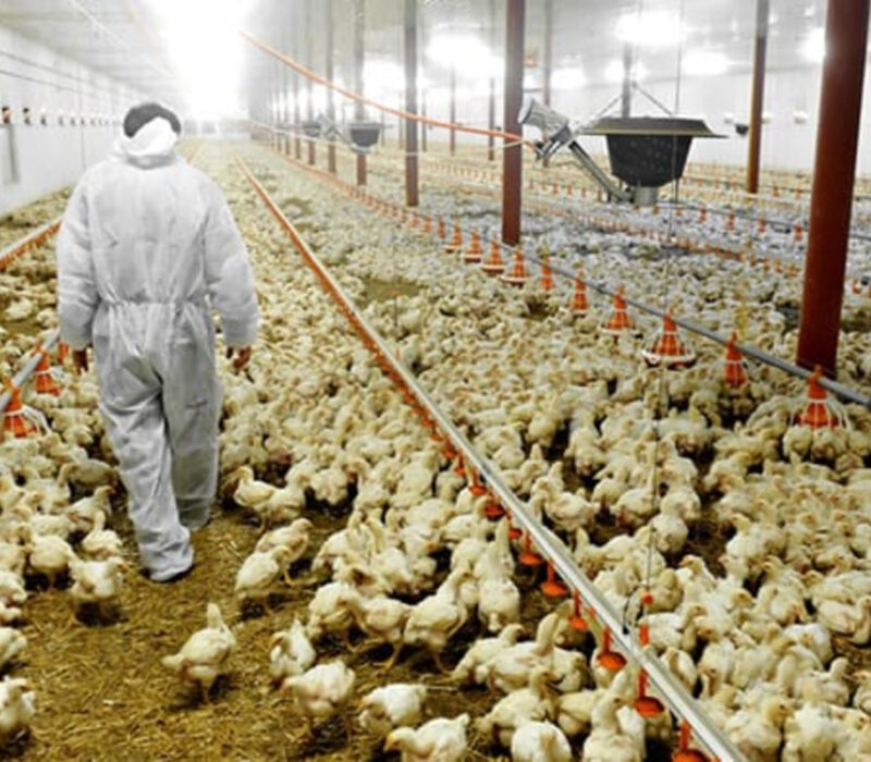 chickens