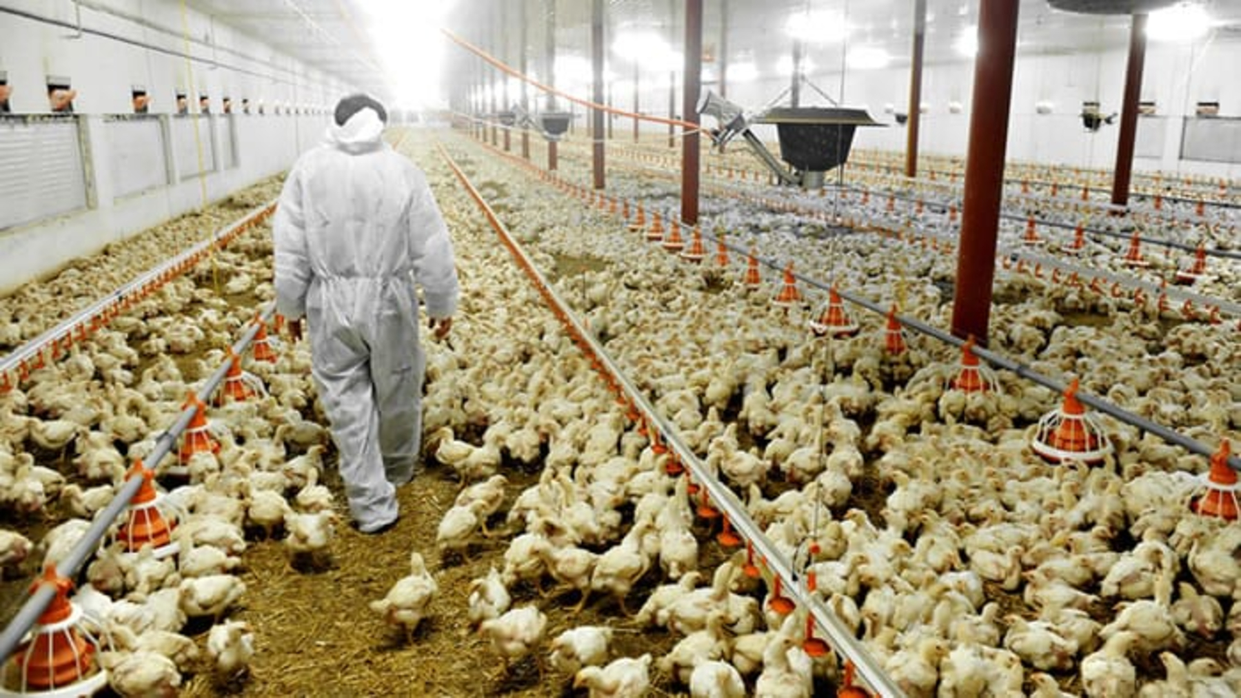chickens