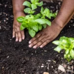 soil climate change