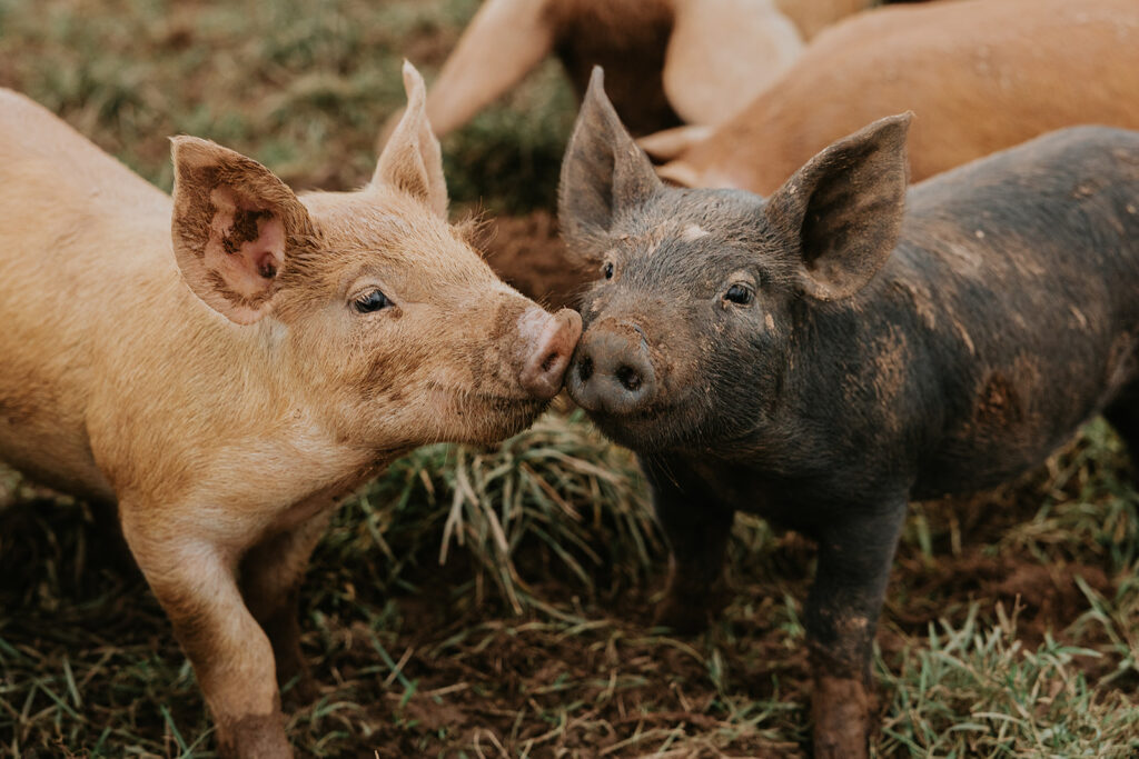 Compassion For Farmers International