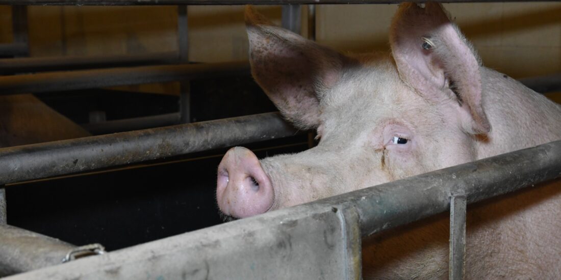 Sow in farrowing crate
